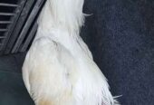Ayam putih mulus 5,5 bulan