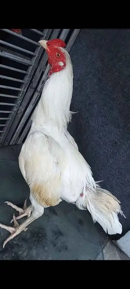 Ayam putih mulus 5,5 bulan