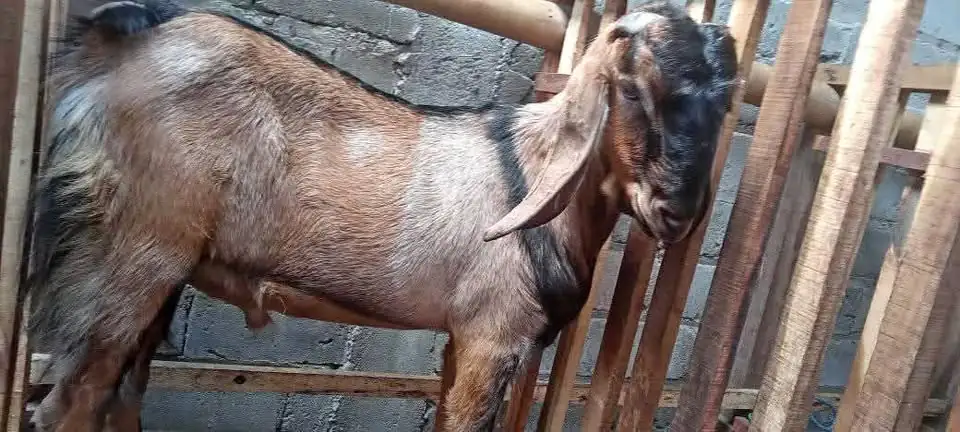 Di jual Kambing jantan