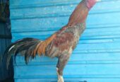 Ayam jago gondang