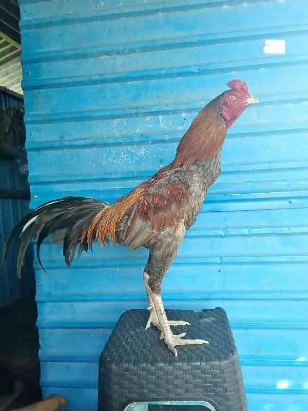 Ayam jago gondang
