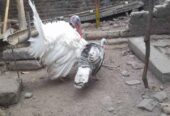 Ayam kalkun indukan