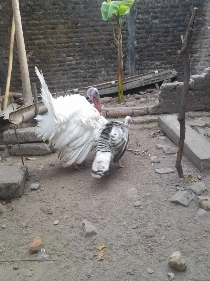 Ayam kalkun indukan