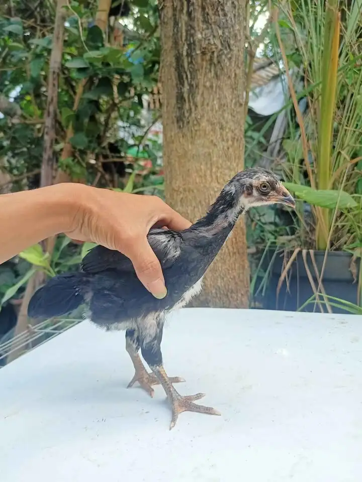 Ayam KUB-2