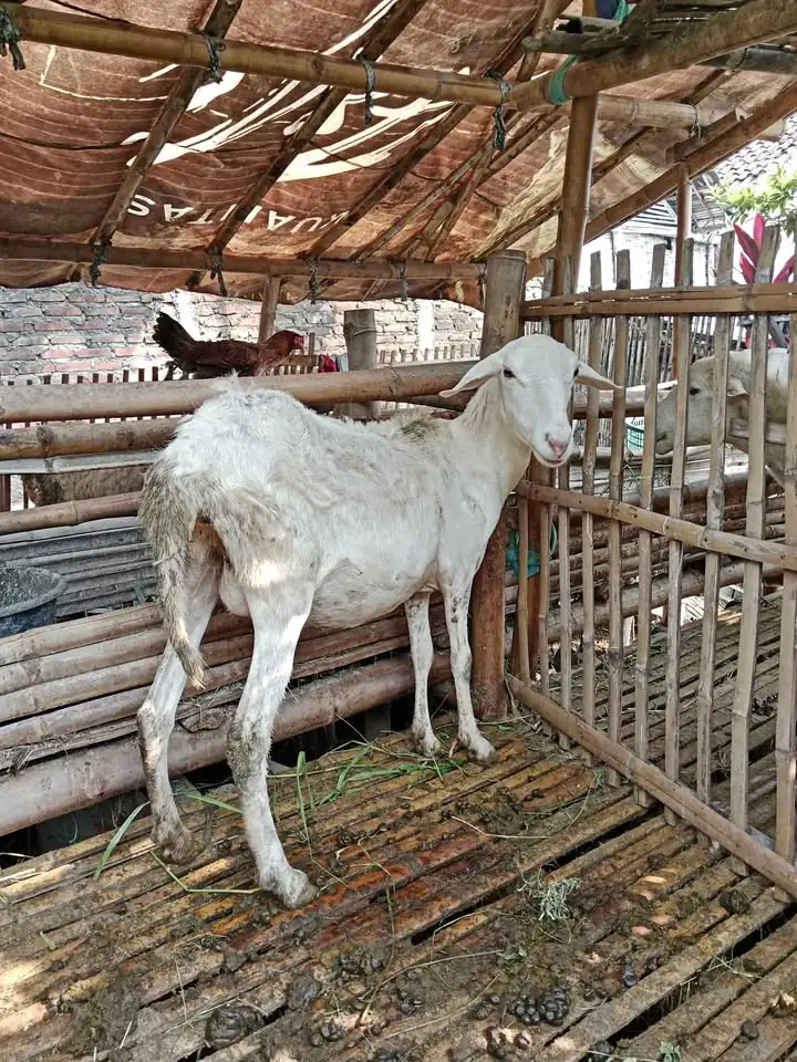 Kambing super