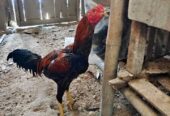 ayam bangkok