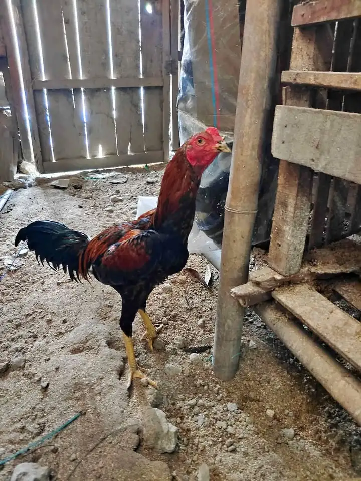 ayam bangkok
