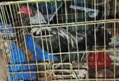 Ayam jago hitam