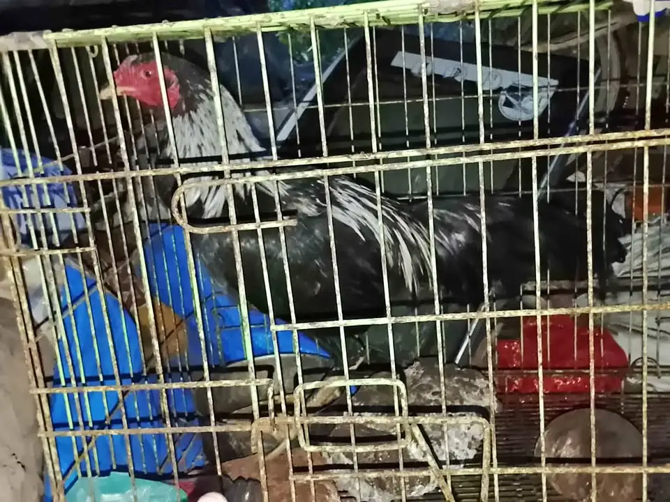 Ayam jago hitam