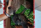 Beby musang pandan