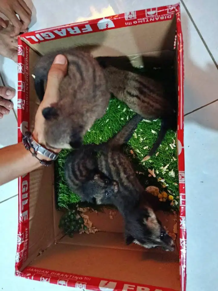 Beby musang pandan