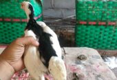 Jual ayam tulak Srono