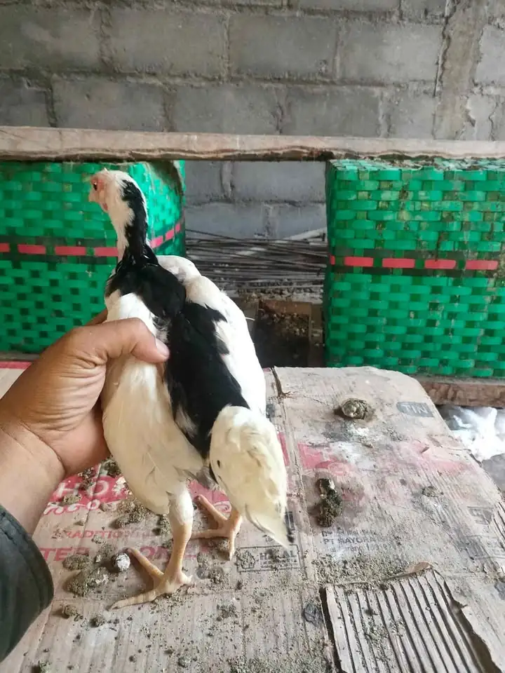 Jual ayam tulak Srono