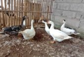 Jual mentog gemuk2