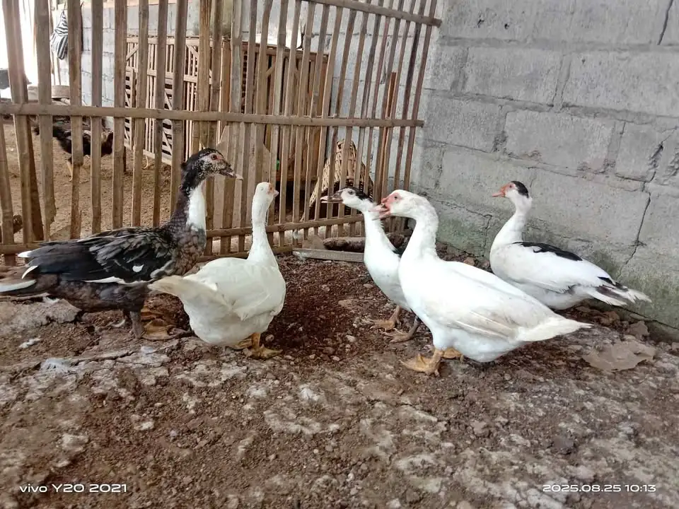 Jual mentog gemuk2