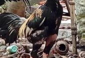 Ayam populer