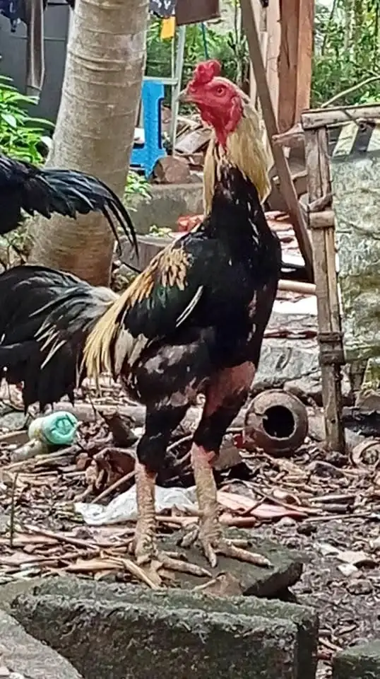 Ayam populer