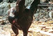 Ayam kampung