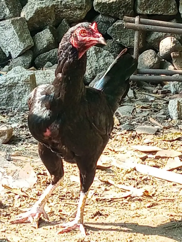 Ayam kampung