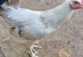 Ayam elba betina siapan bertelur