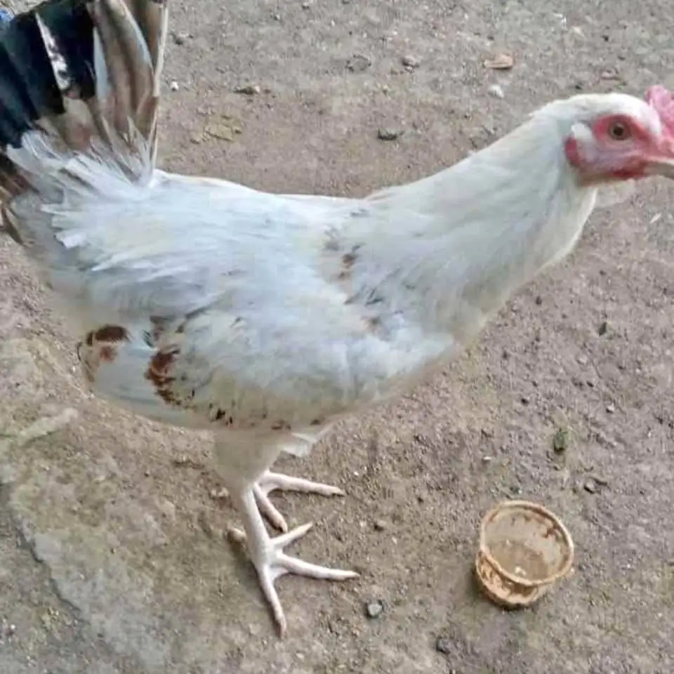 Ayam elba betina siapan bertelur