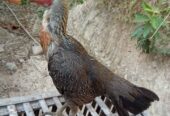 Ayam Pamangon betina calon Indukan