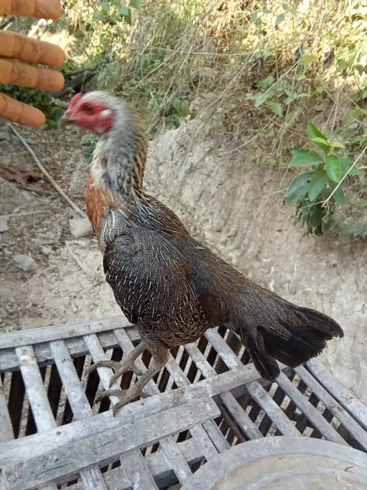Ayam Pamangon betina calon Indukan