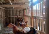 Ayam elba umur 4 bulan borongan 38 ekor