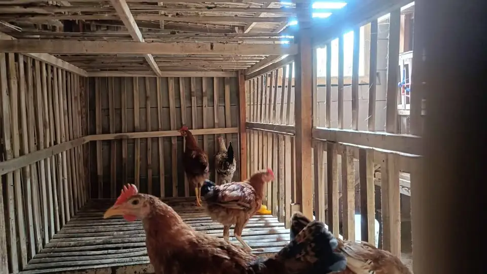 Ayam elba umur 4 bulan borongan 38 ekor