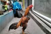 Ayam 1kali bodol