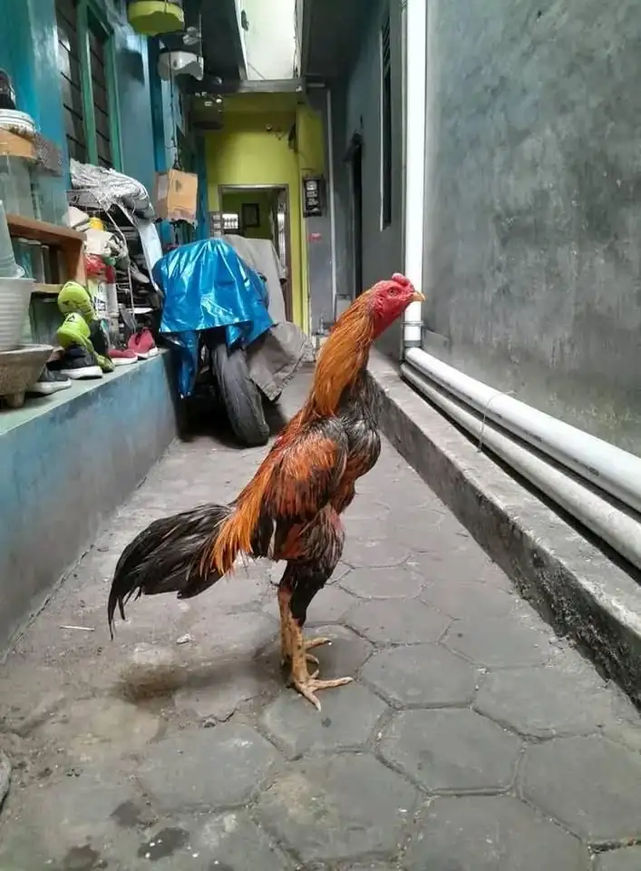 Ayam 1kali bodol