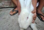 Di jual Kelinci