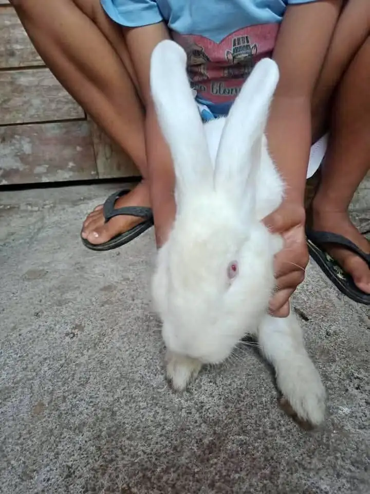 Di jual Kelinci