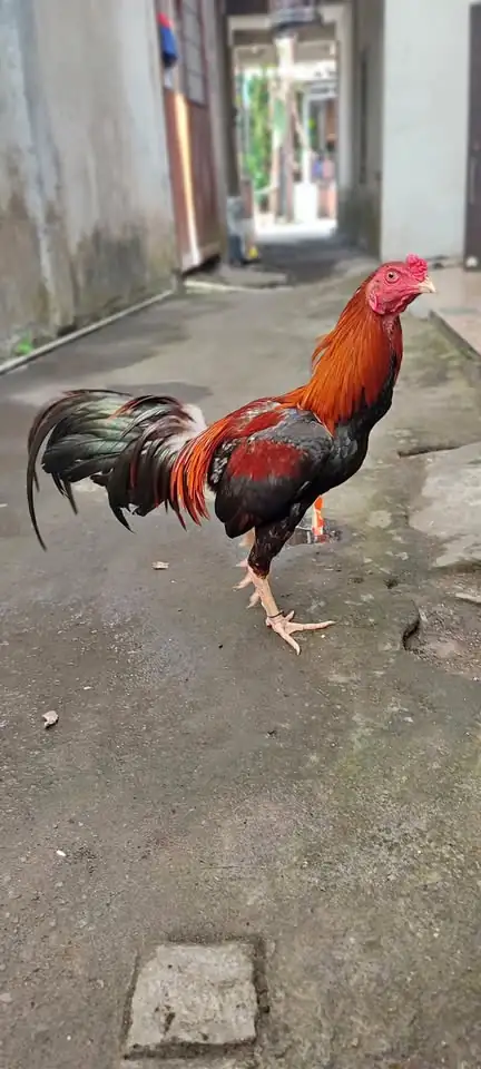 Ayam jago jolus