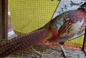 Ayam ringneck peashent