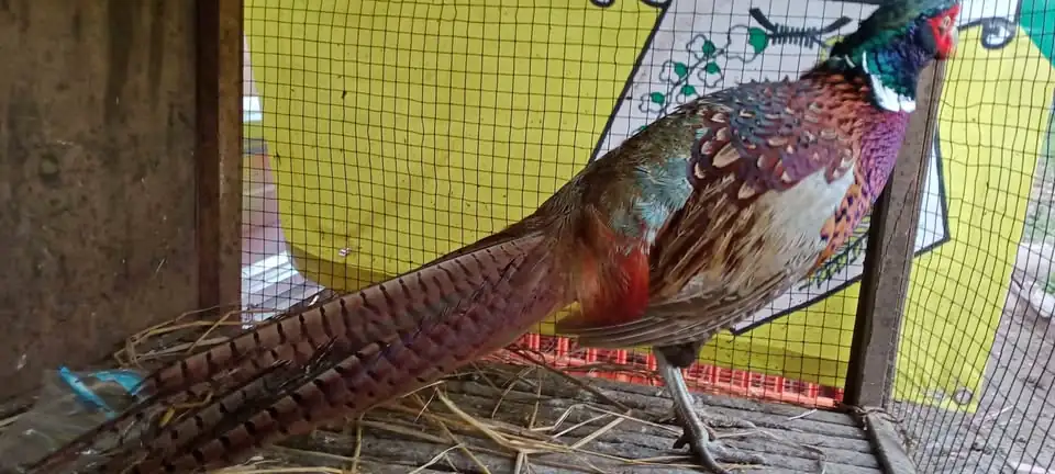 Ayam ringneck peashent