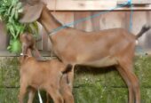 Kambing babon anak jantan lokasi kuwu