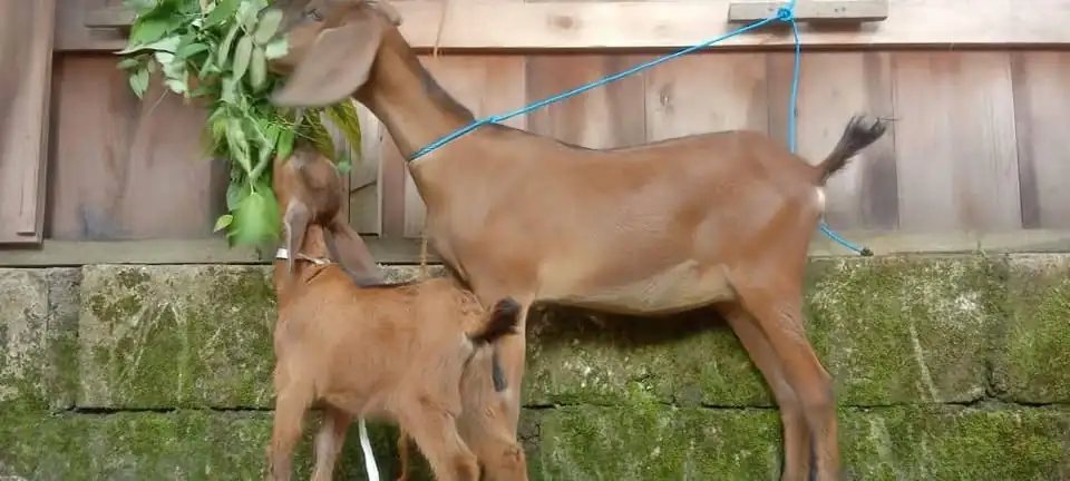 Kambing babon anak jantan lokasi kuwu