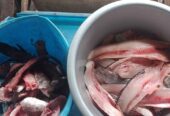 Makanan Sehat untuk Pasca Operasi – Praktis & Siap Masak