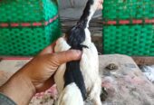Jual ayam tulak Srono
