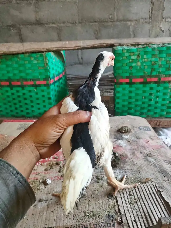 Jual ayam tulak Srono