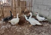 Jual mentog gemuk2