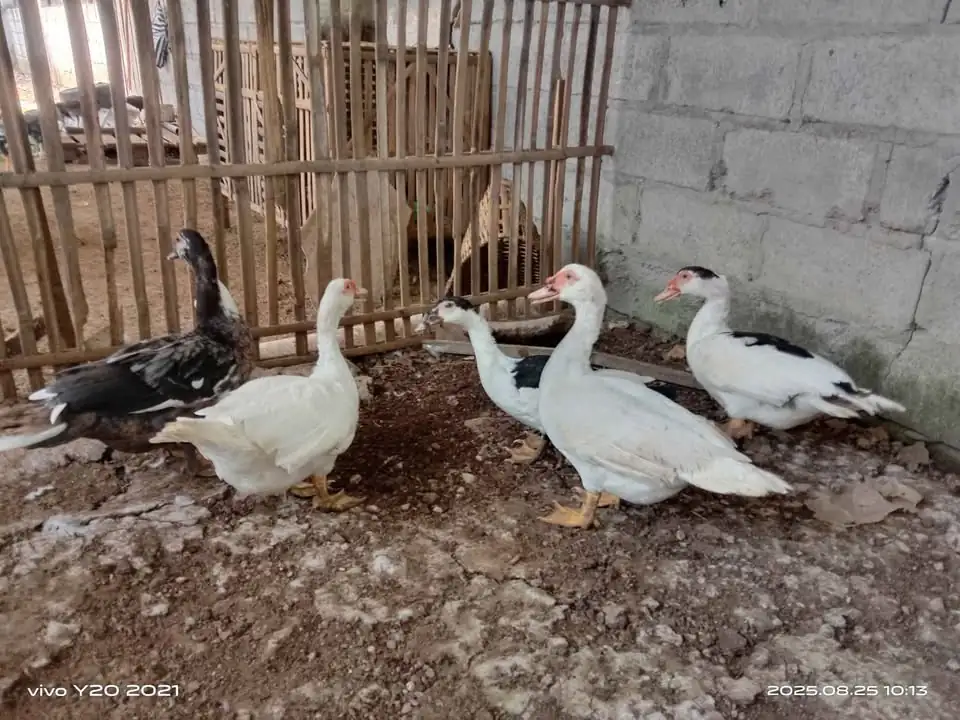 Jual mentog gemuk2