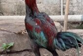 Ayam populer