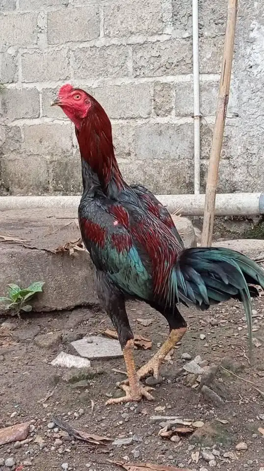 Ayam populer