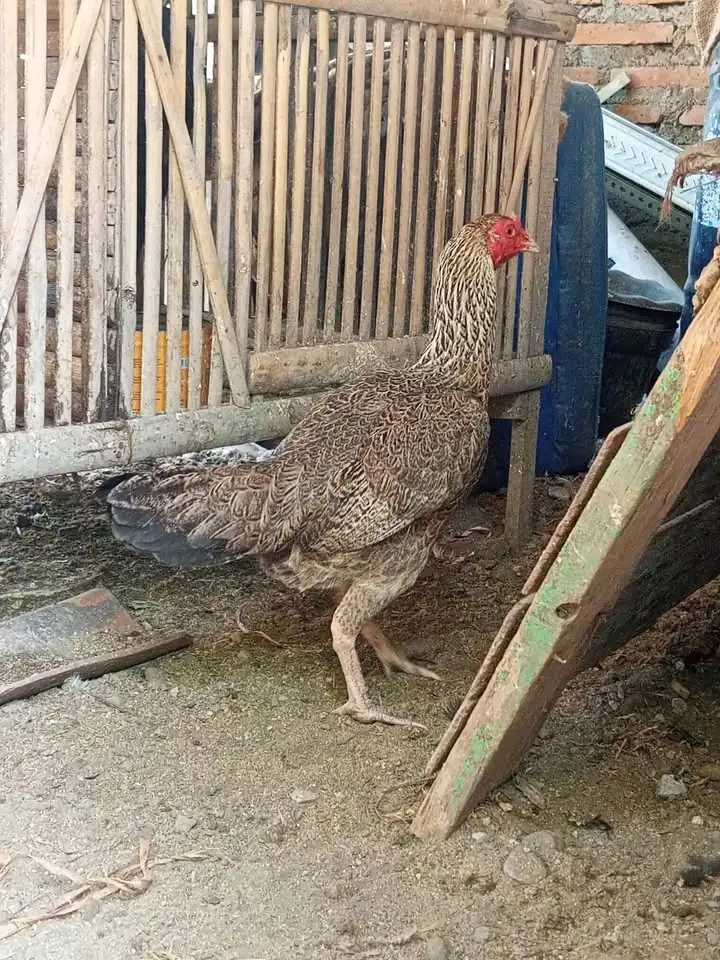 Ayam kampung