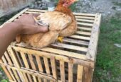 Ayam elba betina siapan bertelur