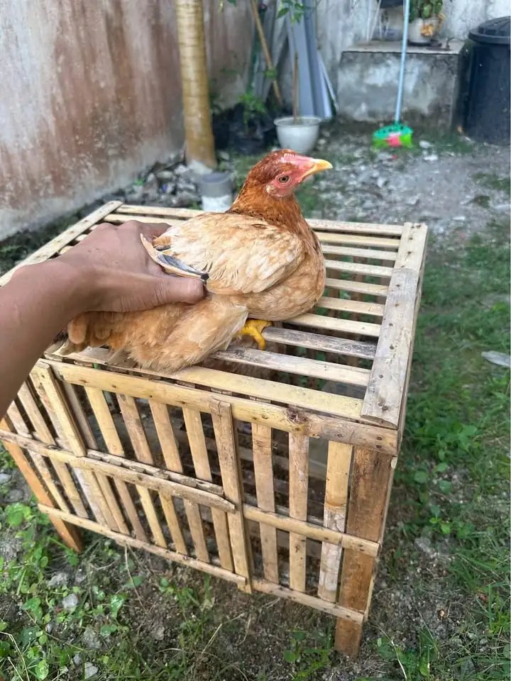 Ayam elba betina siapan bertelur