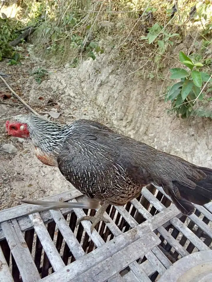 Ayam Pamangon betina calon Indukan