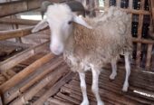 Jual kambing jemoko murah meriah